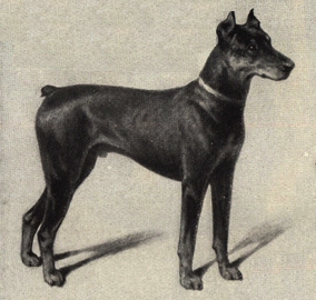 Doberman Pinscher
