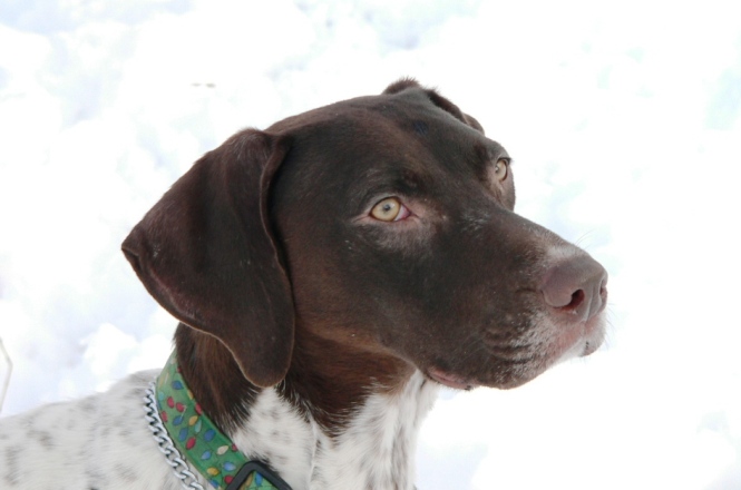 German Shorthaired Pointer