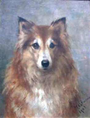 Shetland Sheepdog